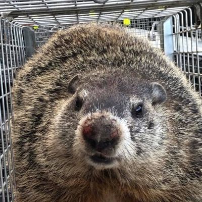 Groundhogs Removal 